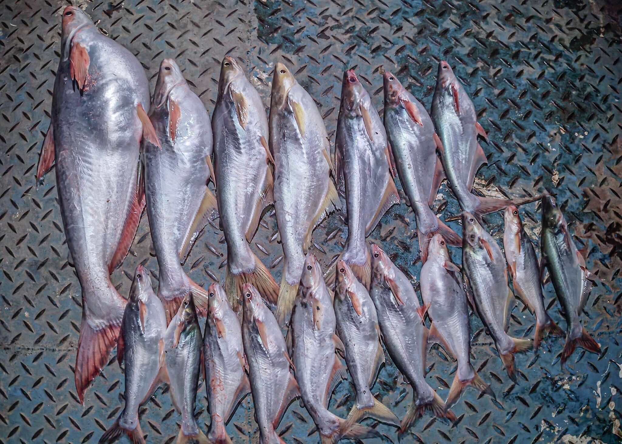 Patin of Aba dola2