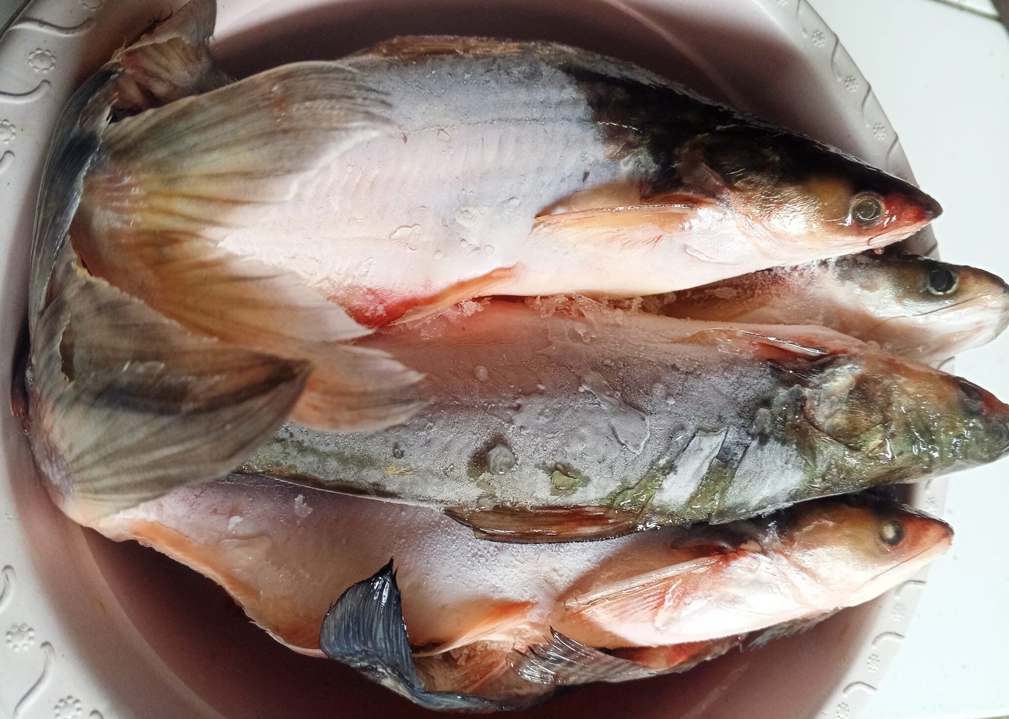 Patin of Aba dola3